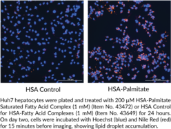 HSA-Palmitate Saturated Fatty Acid Complex (1 mM)