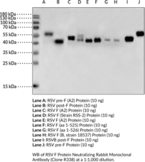 RSV F Protein Neutralizing Rabbit Monoclonal Antibody (Clone R338) (Respiratory Syncytial Virus F Protein, Respiratory Syncytial Virus Fusion Protein, RSV Fusion Protein)