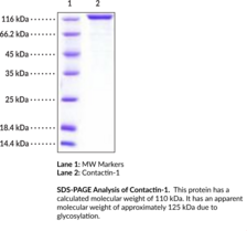 Contactin-1 (human, recombinant) (CNTN1, GP135, Neural Cell Surface Protein F3)