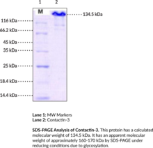 Contactin-3 (human, recombinant) (BIG-1, Brain-derived Immunoglobulin Superfamily Protein 1, CNTN3, PANG, PCS, Plasmacytoma-associated Neuronal Glycoprotein)