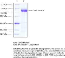Contactin-5 Long Isoform (human, recombinant) (CNTN5, hNB-2, Neural Recognition Molecule NB-2)
