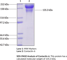 Contactin-6 (human, recombinant) (CNTN6, hNB-3, Neural Recognition Molecule NB-3)