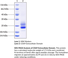 CD69 Extracellular Domain (human, recombinant) (Activation Inducer Molecule, AIM, CLEC2C, Cluster of Differentiation 69, EA1, Early Activation Antigen CD69, Early T-cell Activation Antigen p60, C-type Lectin Domain Family 2 Member C, Leukocyte Surface Antigen Leu-23, MLR-3)