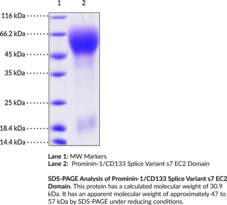 Prominin-1/CD133 Splice Variant s7 EC2 Domain (rat, recombinant) (Cluster of Differentiation 133, PROM1)