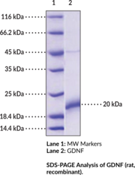 GDNF (rat, recombinant) (Astrocyte-derived Trophic Factor, ATF, Glial Cell Line-derived Neurotrophic Factor)