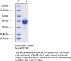 HMGB1 (human, recombinant) (Amphoterin, High-mobility Group Box 1 Protein, High Mobility Group Protein B1, HMG-1, SBP-1)