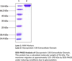 Glycoprotein 130 Extracellular Domain (human, recombinant) (CD130, CDw130, gp130, ​gp130/IL6ST, IL-6 Receptor Subunit β, IL-6RB, IL-6R Subunit β, Interleukin-6 Receptor Subunit β, Interleukin-6 Signal Transducer, Membrane Glycoprotein 130, Oncostatin-M Receptor Subunit α)