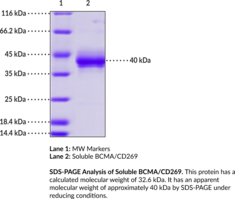 Soluble BCMA/CD269 (human, recombinant) (BCMP, B Cell Maturation Protein, CD269, TNFRSF17, TNF Receptor Superfamily Member 17)