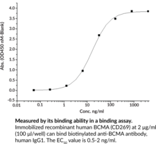 Soluble BCMA/CD269 (human, recombinant)