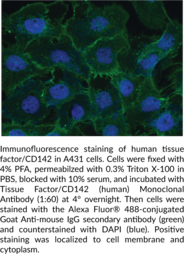Tissue Factor/CD142 (human) Monoclonal Antibody (CD142, Cluster of Differentiation 142, Coagulation Factor III, TF, TFA, Tissue Thromboplastin)