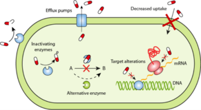 AMPC (QuantStudio) Multiplexed qPCR Assay Bundle (AmpC β-lactamase)