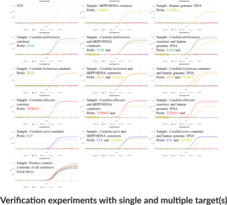 Candida M2 (QuantStudio) Multiplexed qPCR Assay Bundle (CAN2)