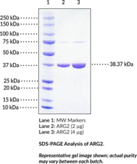 ARG2 (human, recombinant) (Arginase-2, Kidney-type Arginase, Type II Arginase)