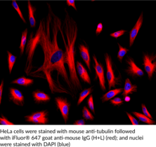 iFluor® 647 Maleimide