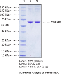 4-hydroxy Nonenal-BSA
