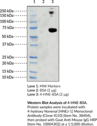 4-hydroxy Nonenal-BSA