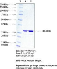 Lipopolysaccharide α-1,4-galactosyltransferase (N. meningitidis) (LgtC Glycosyltransferase, Lipopolysaccharyl α-galactosyltransferase, Lipopolysaccharyl-1,4-galactosyltransferase)