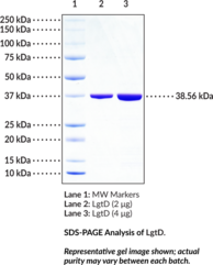Lipopolysaccharyl β-1,3-N-acetylgalactosaminyltransferase (H. influenzae F3031, recombinant) (LgtD, UDP-GlcNAc Lipooligosaccharide N-Acetylglucosamine Glycosyltransferase)