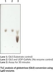 Lipopolysaccharyl β-1,3-N-acetylgalactosaminyltransferase (H. influenzae F3031, recombinant)