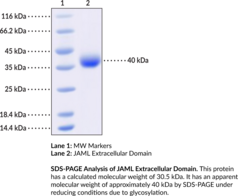 JAML Extracellular Domain (human, recombinant) (Adhesion Molecule Interacting with CXADR Antigen 1, AMICA, CREA7-1, CREA7-4, Dendritic Cell-specific Protein, Junctional Adhesion Molecule-like)