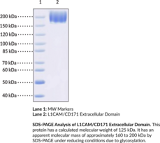 CD171 Extracellular Domain (human, recombinant) (CAML1, CD171, L1CAM, L1 Cell Adhesion Molecule, NCAML1, Neural Cell Adhesion Molecule L1)