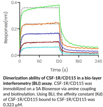 CSF-1R/CD115 (human, recombinant)