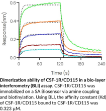 CSF-1R/CD115 (human, recombinant)
