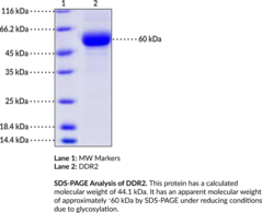DDR2 (human, recombinant)