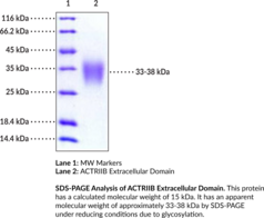 ACTRIIB Extracellular Domain (human, recombinant) (Activin RIIB, Activin Receptor Type IIB, Activin Receptor Type-2B, ACTR-IIB, ACVR2B, AVR2B)