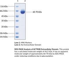 Axl Extracellular Domain (human, recombinant)