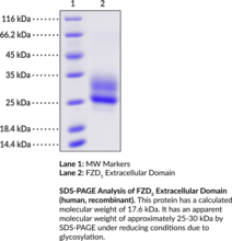 FZD5 Extracellular Domain (human, recombinant) (Frizzled-5, Fz5)