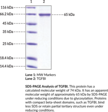 TGFBI (human, recombinant) (Beta ig-h3, BGH3, BIGH3, βIG-H3, Kerato-epithelin, RGD-CAP, RGD-containing Collagen-associated Protein, Transforming Growth Factor-beta-induced Protein ig-h3 Precursor)