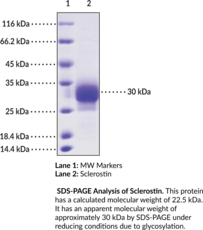 Sclerostin (human, recombinant) (SOST)