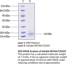 Soluble BCMA/CD269 (human, recombinant) (B cell Maturation Antigen, B cell Maturation Protein, BCMP, TNF Receptor Superfamily Member 17, TNFRSF17)