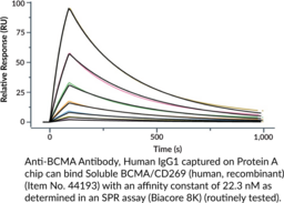 Soluble BCMA/CD269 (human, recombinant)