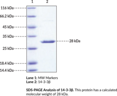 14-3-3β (human, recombinant) (14-3-3 Protein Beta/Alpha, KCIP-1, PKC Inhibitor Protein 1, Protein Kinase C Inhibitor Protein 1, Tyrosine 3-Monooxygenase/Tryptophan 5-Monooxygenase Activation Protein β, YWHAB)