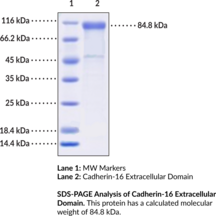Cadherin-16 Extracellular Domain (human, recombinant) (CDH16, Kidney-specific Cadherin, Ksp-Cadherin)