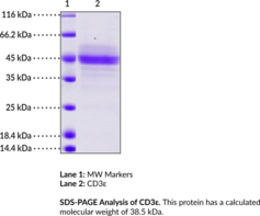 CD3ε (human, recombinant) (CD3E, Cluster of Differentiation 3E)