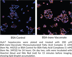 BSA-trans-Vaccenate Monounsaturated Fatty Acid Complex (1 mM)