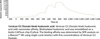 Versican G1 Domain (human, recombinant)