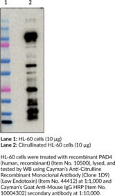 Anti-Citrulline Recombinant Monoclonal Antibody (Clone 1D9) (Low Endotoxin)