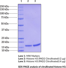 Histone H3 (human, recombinant; PAD2 citrullinated)