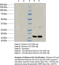 Histone H3 (human, recombinant; PAD2 citrullinated)