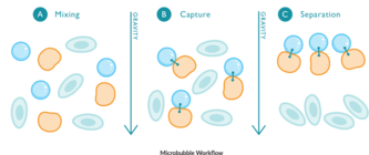 Streptavidin Microbubbles