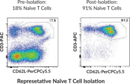 Mouse Naïve T Cell Isolation Kit