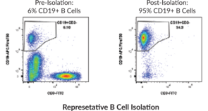 Human B Cell Isolation Kit