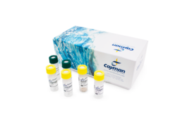 ER Stress/Unfolded Protein Response (UPR) Reagent Kit (Endoplasmic Reticulum Stress/Unfolded Protein Response, ER Stress/UPR)