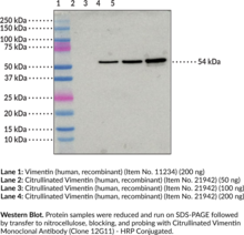 Citrullinated Vimentin Monoclonal Antibody (Clone 12G11) - HRP Conjugated