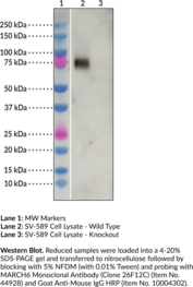 MARCH6 Monoclonal Antibody (Clone 26F12C) (Doa10 Homolog, E3 Ubiquitin-protein Ligase MARCH6, MARCHF6, MARCH-VI, Membrane-associated RING-CH Protein VI, Membrane-associated RING-CH-type Finger 6, Membrane-associated RING Finger (C3HC4) 6, Membrane-associated RING Finger Protein 6, RING Finger Protein 176, RNF176, TEB4)