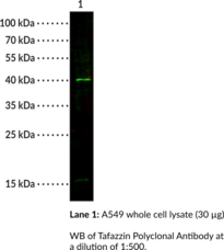 Tafazzin Polyclonal Antibody